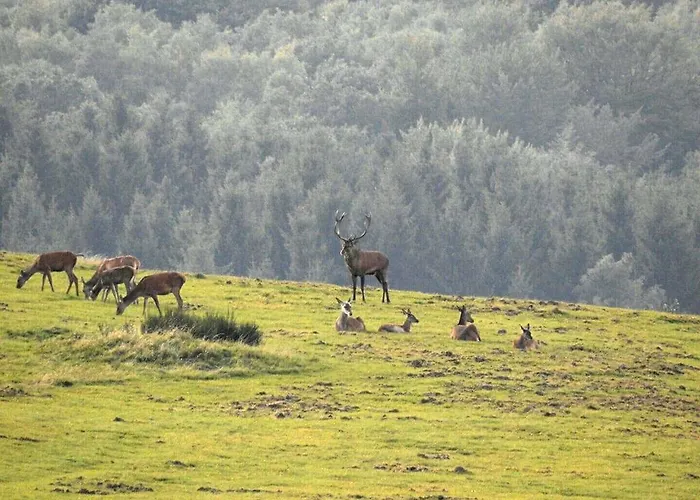 Fewo-eifel-morsbach Шляйден